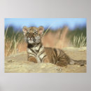 Buscar panthera posters Panthera tigris altaica