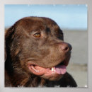 Buscar laboratorio del chocolate posters Labrador retriever