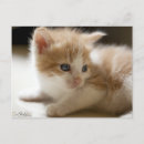 Buscar tabby azul postales Animal