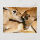 Buscar animales africanos postales Antílope