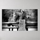 Buscar caballo negro posters Foto