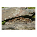 Buscar serpiente de cascabel posters Foto