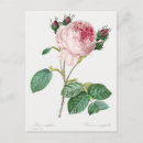 Buscar pierre joseph redoute postales Rosa