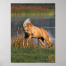 Buscar lusitano posters Stallion