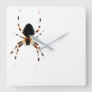 Buscar tejedor relojes de pared Insecto
