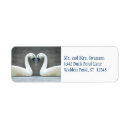 Buscar cisne azul postales Invitados