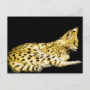 Buscar servicio horizontales postales Animal