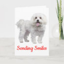 Buscar perro maltés tarjetas Pensando en ti