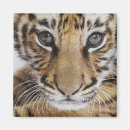 Buscar tigre imanes Cachorro