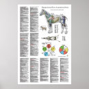 Buscar de caballos posters Veterinario