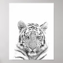 Buscar tigre blanco y negro posters Jungla
