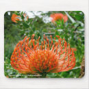 Buscar protea fotografía Naturaleza
