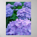 Buscar hydrangea purpura posters Floral