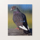 Buscar paloma puzzles Para ellos
