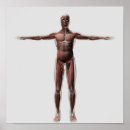 Buscar brazo humano posters Salud