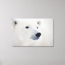 Buscar oso polar lienzos Canadá