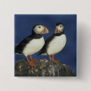 Buscar pájaros salvajes chapas Vida silvestre