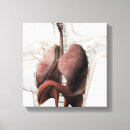 Buscar 3d lienzos Órganos internos