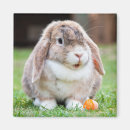 Buscar easter imanes Animal