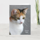 Buscar gato de calicó tarjetas Naranja