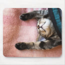 Buscar el dormitar Gatito