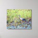 Buscar heron lienzos Vida silvestre