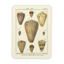 Buscar crudo imanes Mar