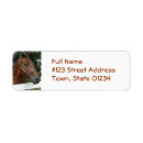 Buscar quarterhorse Caballo cuarto