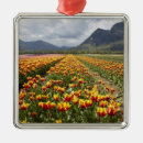 Buscar tulipanes adornos Granja