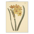 Buscar narcissuses Amarillo