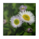 Buscar daisy azulejos Naturaleza