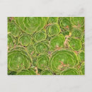 Buscar ambiente postales Planta