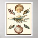 Buscar vida marina posters Naturaleza