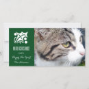 Buscar imagen del gato tarjetas Navidades