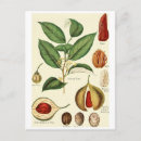 Buscar nueces postales Alimento