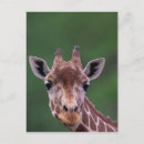 Buscar jirafa reticulada postales Fauna