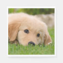 Buscar golden retriever servilletas Animal