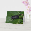 Buscar escarabajos tarjetas Insectos