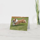 Buscar animal mullido tarjetas Perro