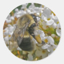 Buscar polen pegatinas Insecto