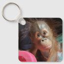 Buscar orangutanes llaveros Monos
