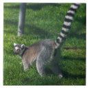 Buscar lemur azulejos Lémur