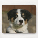 Buscar headshot alfombrillas de raton Collie frontera