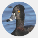 Buscar pato negro pegatinas Naturaleza