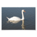 Buscar cisne blanco posters General y unisex