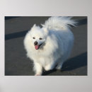 Buscar perro esquimal americano posters Spitz