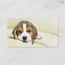 Buscar beagle tarjetas de visita Perrito