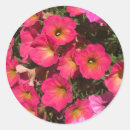 Buscar petunias rosadas postales Flores