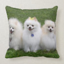 Buscar perro de pomerania enano cojines El sentarse