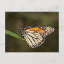 Buscar mariposa monarca postales Macro